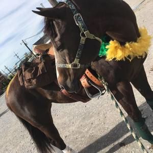 Meet your Posher, Callie